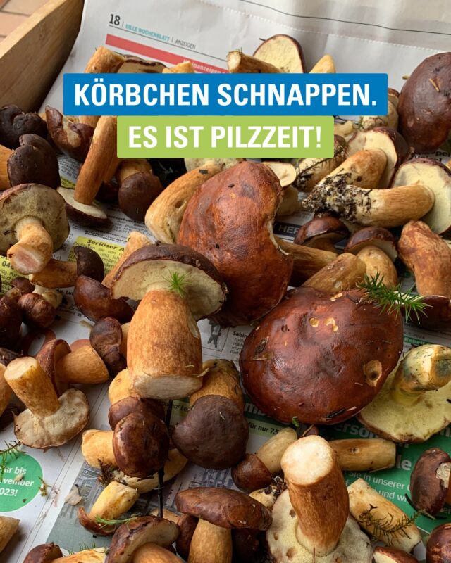 Beim Pilzesammeln gibt es doch eigentlich nur zwei Lager, oder? 🍄😄

Die einen denken: „Never ever esse ich einen Pilz, den ich selbst im Wald gefunden habe!“ Und die anderen können es kaum erwarten, mit dem Körbchen loszuziehen und den ersten Fund zu machen. 🍂

Egal, zu welchem Team Du gehörst: Im Herbst gehört die Pilzzeit einfach dazu. Also: Team Körbchen oder Team Supermarkt? 👀