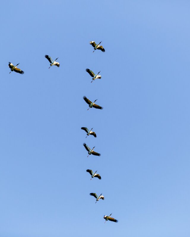 Plötzlich wird’s Herbst. 🍂
Wenn die Kraniche über Bergedorf Richtung Süden ziehen, ist das jedes Jahr so ein besonderer Moment. Du schaust automatisch nach oben, hörst ihre Rufe und merkst: Der Sommer verabschiedet sich langsam. 🌾
Und irgendwie bleibt man einfach einen Augenblick länger stehen. Weil genau das diese Jahreszeit so besonders macht.

#bergedorf #kraniche #herbstmomente #naturerleben #hamburg