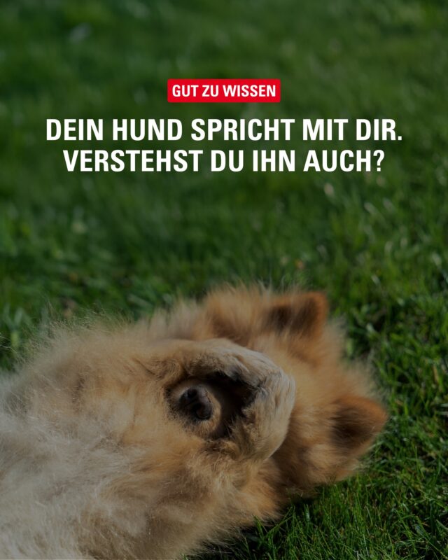 Eine gute Beziehung beginnt mit gegenseitigem Verstehen. Unser Inserent @tierisch_clever bietet im September zwei spannende Kurse an: Mensch-Hund-Kommunikation und ein gezieltes Silvestertraining für mehr Gelassenheit. Vielleicht genau das Richtige für Dich und Deinen Vierbeiner. 🐶🐾

#MeinBergedorf #TierischClever #Hundetraining #Bergedorf #Hundeliebe