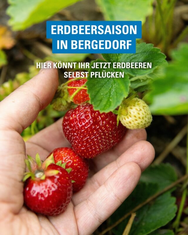Die Erdbeersaison ist eröffnet! 🍓

Rund um Bergedorf laden zahlreiche Erdbeerfelder zum Selberpflücken ein. Ob mit der Familie, Freunden oder einfach für den nächsten Erdbeerkuchen – frischer und sommerlicher geht es kaum.

#Bergedorf #Erdbeersaison #Erdbeeren #Selbstpflücken #vierundmarschlande