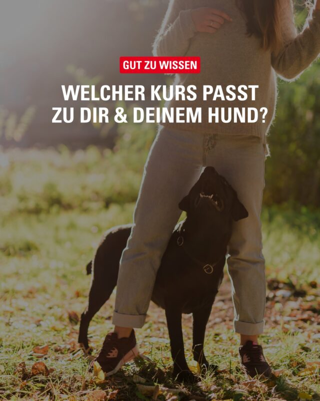 Mehr als Gassi gehen! 🐾

Ob Schnüffelkurs, Trickspaß, Fun-Mix oder Degility – die Kurse unseres Inserenten Tierisch Clever sorgen für Beschäftigung, Abwechslung und gemeinsame Erfolgserlebnisse. 💚

Welcher Kurs wäre genau das Richtige für Deinen Vierbeiner?

#Hundeschule #Bergedorf #Hundefreunde #FreizeitMitHund #TierischClever