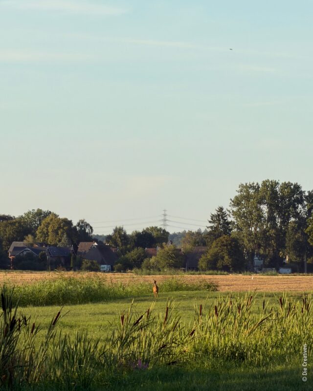 Na nu, wer bist denn du? 🦌✨🌾

Teile Deine Lieblingsaufnahme aus Bergedorf oder den Vier- & Marschlanden mit uns! 📸

#meinbergedorf #Heimatliebe #Fotografie #Reh #VierundMarschlande