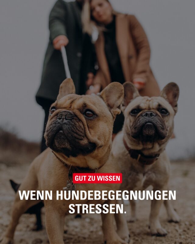 Andere Hunde sehen – und trotzdem entspannt bleiben? 🐕✨
Genau darum geht es beim Cool bleiben!-Walk von unserem Inserenten @Tier@tierisch_clever. Gemeinsam unterwegs sein, Ruhe lernen und Hundebegegnungen entspannter meistern.

#bergedorf #hundetraining #hundeliebe #hundebegegnung #tierischclever
